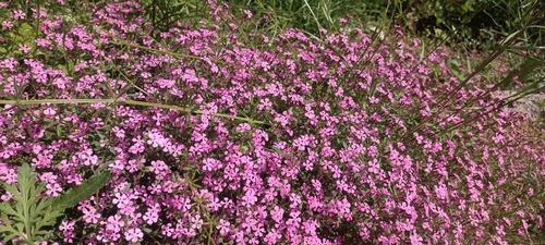 Image of Saponaria calabrica by (c) Gianluca Congi🪶🦆🌲, some rights reserved (CC BY-SA)