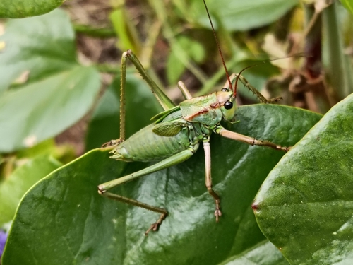 Palma Green Bush-cricket