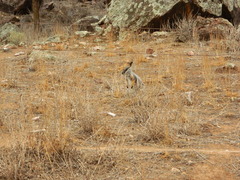 Petrogale xanthopus