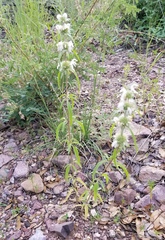 Monarda citriodora austromontana