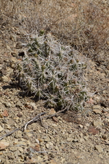 Grusonia aggeria