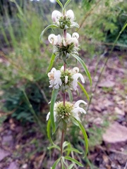 Monarda citriodora austromontana