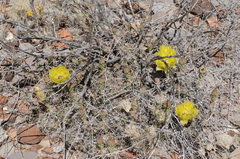 Grusonia aggeria