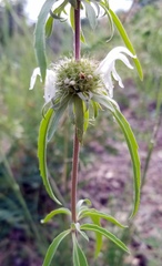 Monarda citriodora austromontana