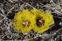 Grusonia aggeria