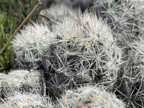 Image of Escobaria sneedii by (c) Martin Purdy, some rights reserved (CC BY)