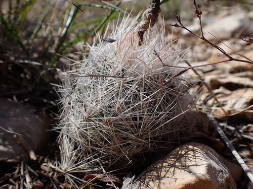 Pelecyphora duncanii