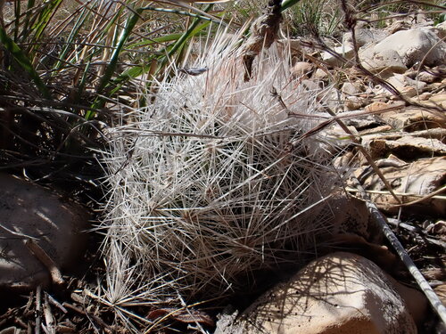 Pelecyphora duncanii