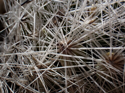 Image of Duncan's Foxtail Cactus (Escobaria duncanii) by (c) Martin Purdy, some rights reserved (CC BY)