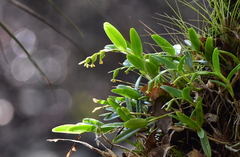 Epidendrum rigidum