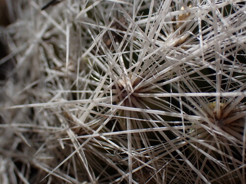 Pelecyphora duncanii