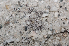 Myriolecis crenulata