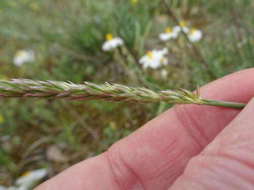 Image of Koeleria vallesiana by (c) Thomas Koffel, some rights reserved (CC BY)