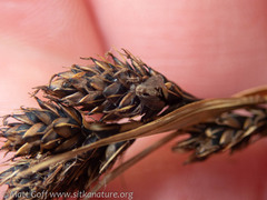 Carex buxbaumii