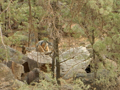 Petrogale xanthopus