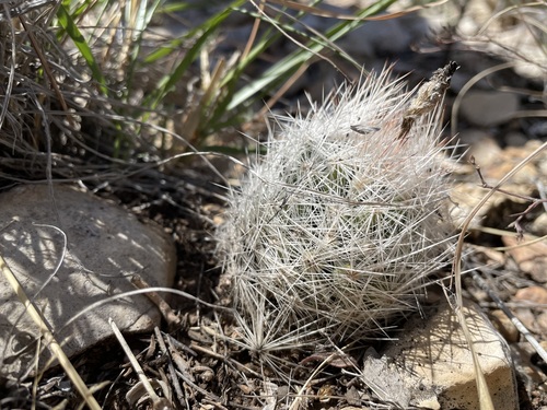 Image of Duncan's Foxtail Cactus (Escobaria duncanii) by (c) Martin Purdy, some rights reserved (CC BY)