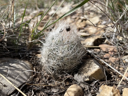 Image of Duncan's Foxtail Cactus (Escobaria duncanii) by (c) Martin Purdy, some rights reserved (CC BY)