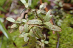 Coprosma colensoi