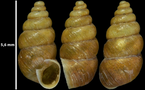 Chondrina oriolensis