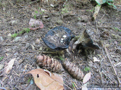 Asterophora lycoperdoides