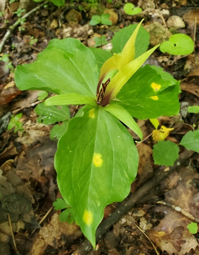 Image of Trillium viridescens by (c) hr_dragonfly, some rights reserved (CC BY)