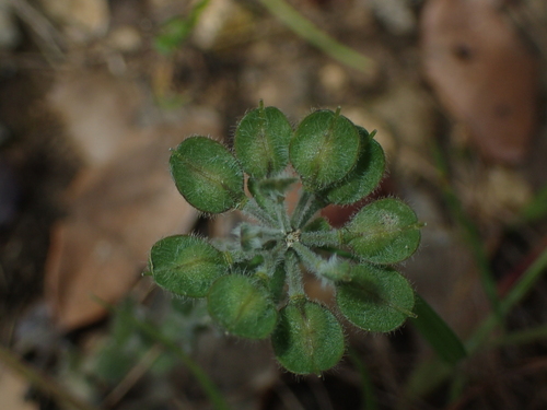 Image of Mediterranean Pepperweed (Lepidium hirtum) by (c) Julien Renoult, some rights reserved (CC BY)