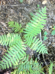 Osmundastrum cinnamomeum