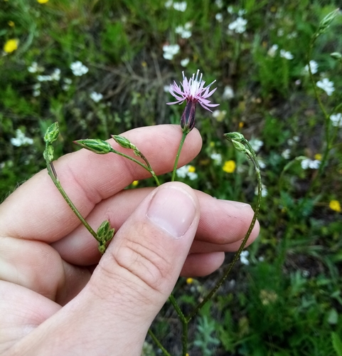 Image of Crupina vulgaris by (c) Anton Popovich, some rights reserved (CC BY)