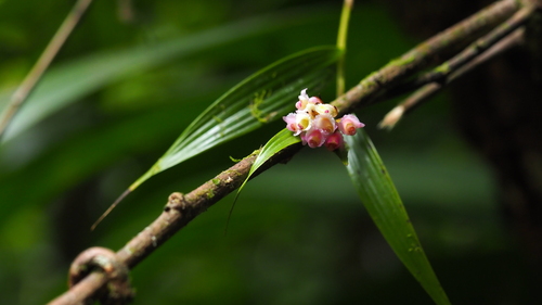 Elleanthus dussii Cogn. 4