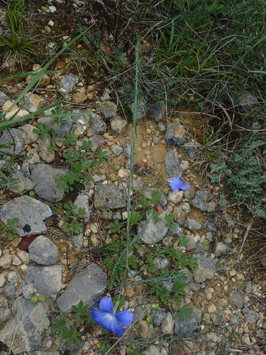 Image of Linum narbonense by (c) Julien Renoult, some rights reserved (CC BY)