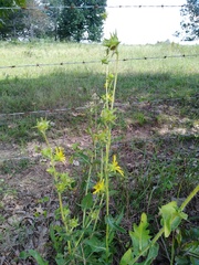 Silphium laciniatum