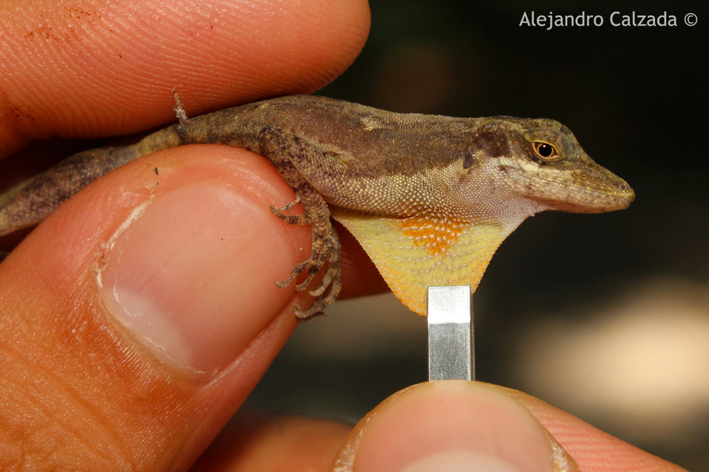 Rodriguez's Anole (Anolis rodriguezii)