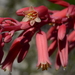 Red Yucca - Photo (c) Curren Frasch, some rights reserved (CC BY-NC), uploaded by Curren Frasch