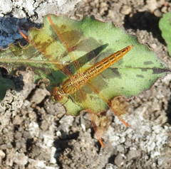 Brachythemis contaminata