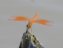 Brachythemis contaminata
