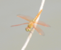 Brachythemis contaminata