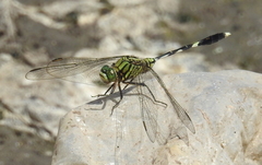 Orthetrum sabina