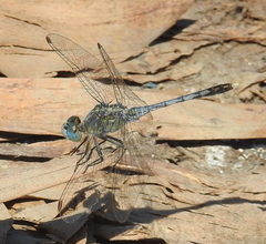 Diplacodes trivialis