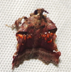 Clydonopteron sacculana