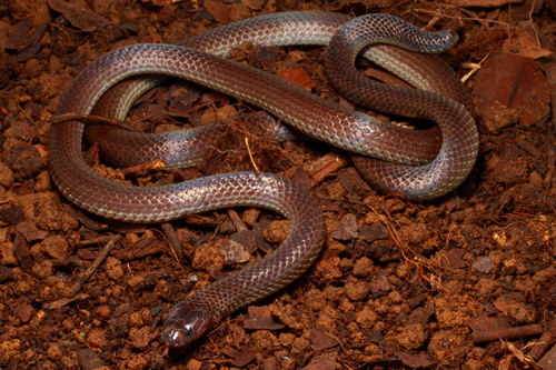 Woodlark Forest Snake