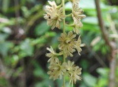 Homalium cochinchinense