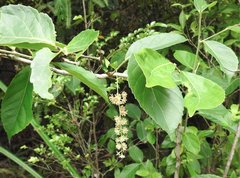 Homalium cochinchinense
