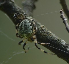 Araneus nordmanni