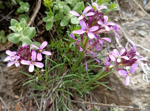 Foto de Violeta