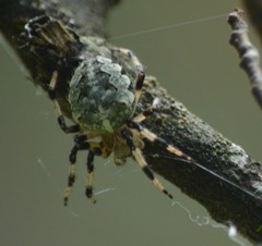 Araneus nordmanni