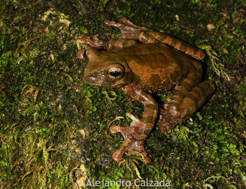 Mixteca Cloud-Forest Treefrog