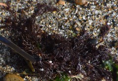 Microcladia borealis