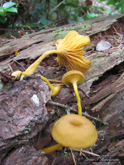 Chrysomphalina chrysophylla