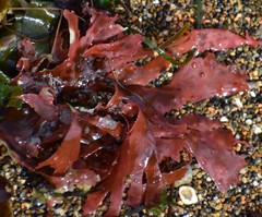 Cryptopleureae