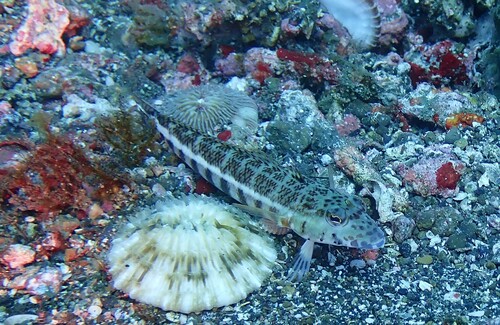 Grubfish (Parapercis xanthozona) — Pinguipedidae — 3